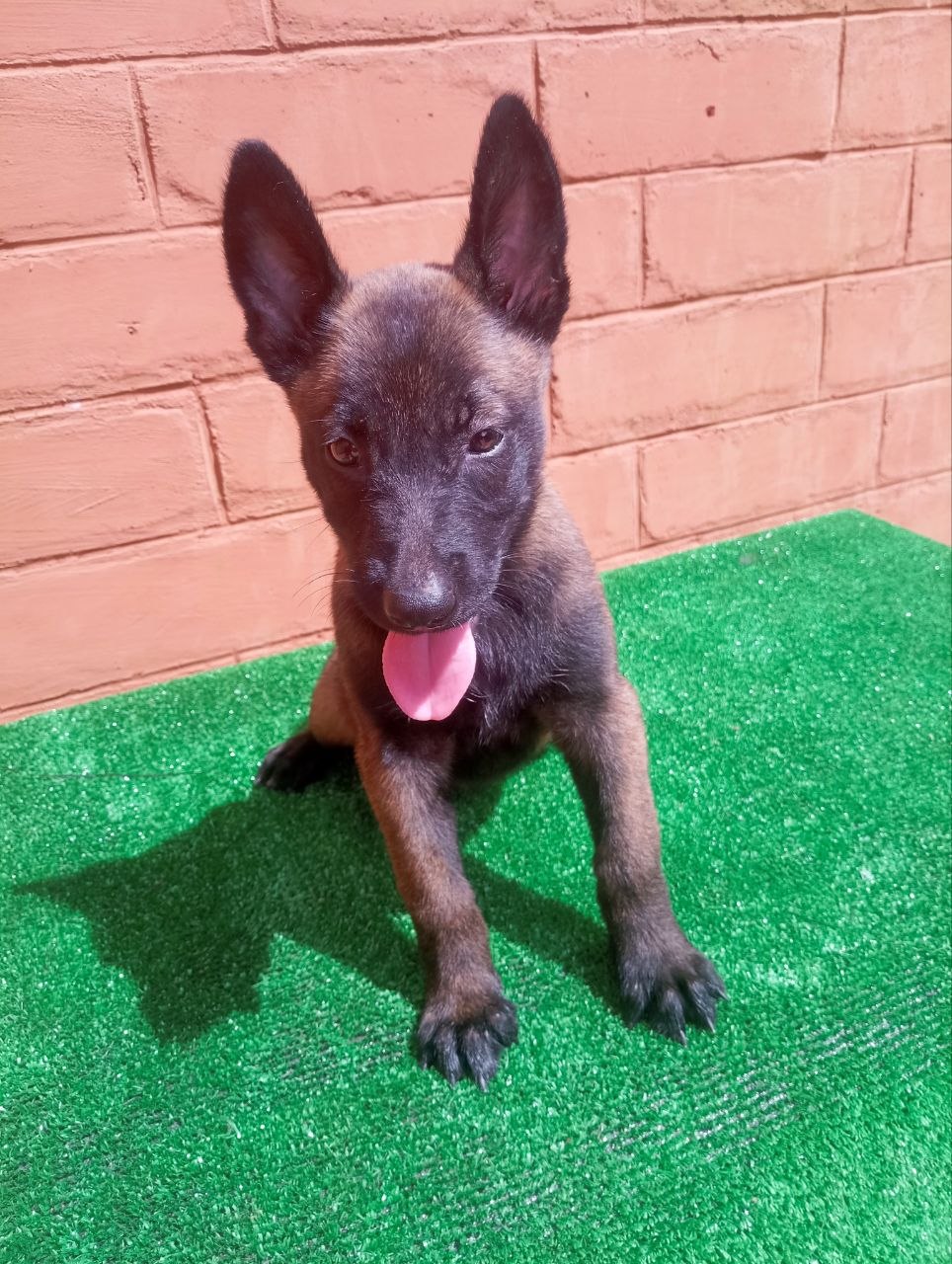54 DOG SHOP photo 2026 05 12 18 17 27