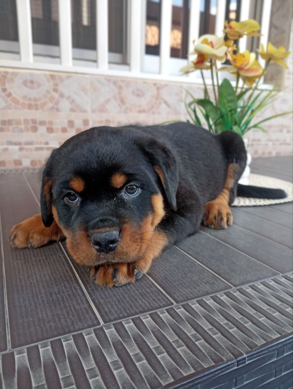 54 DOG SHOP photo 2026 05 12 18 17 31