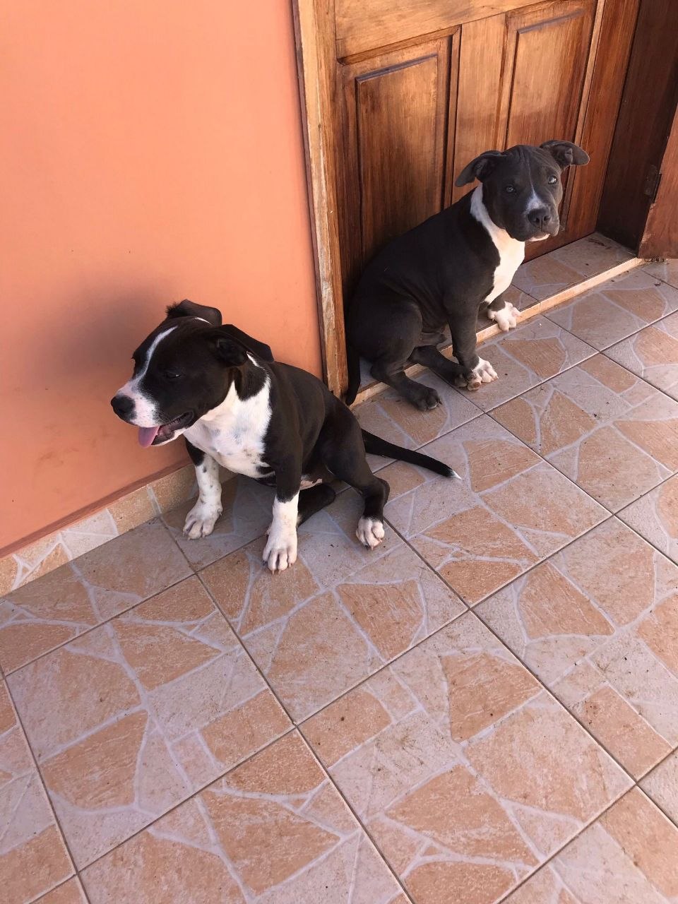 54 DOG SHOP photo 2026 05 12 18 18 12